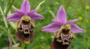 Immagine: LE ORCHIDEE DELLE TAGGHJATE
